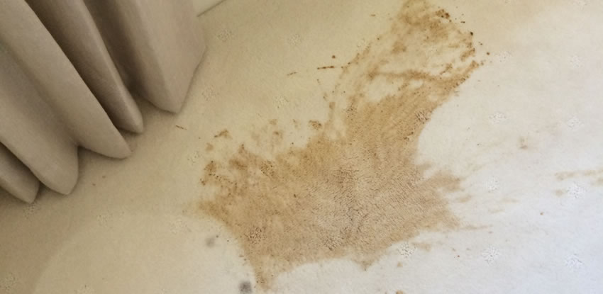 Bodily Fluid Cleaning